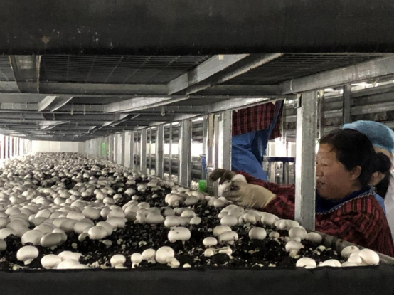 陜西第一家工廠化種植雙孢蘑菇生產線在勉縣建成投產